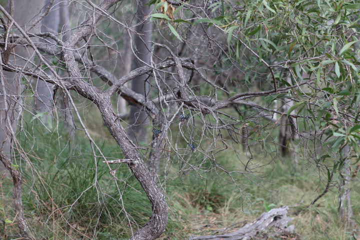 Great Keppel Island in Photos