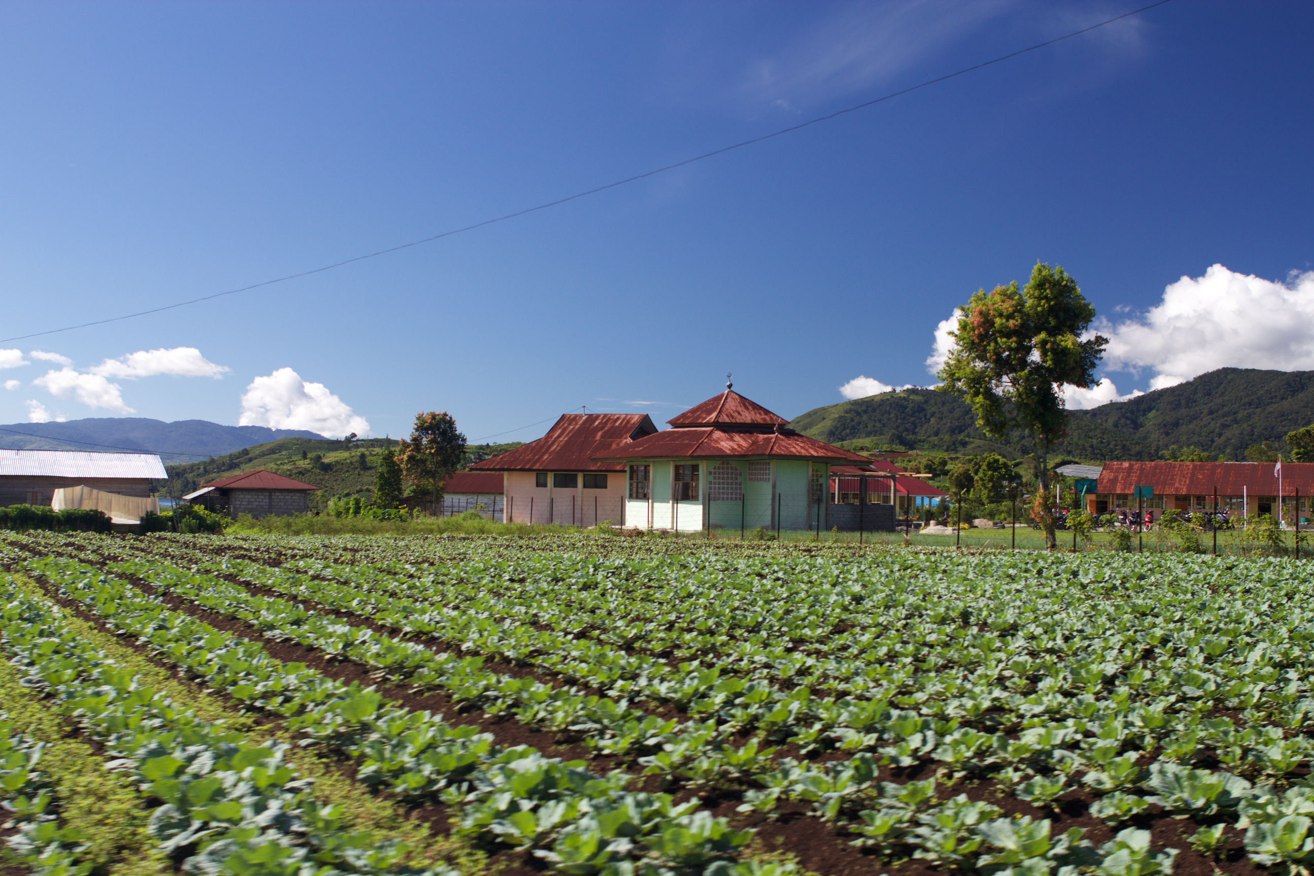 Panen Raya (Harvest Time)