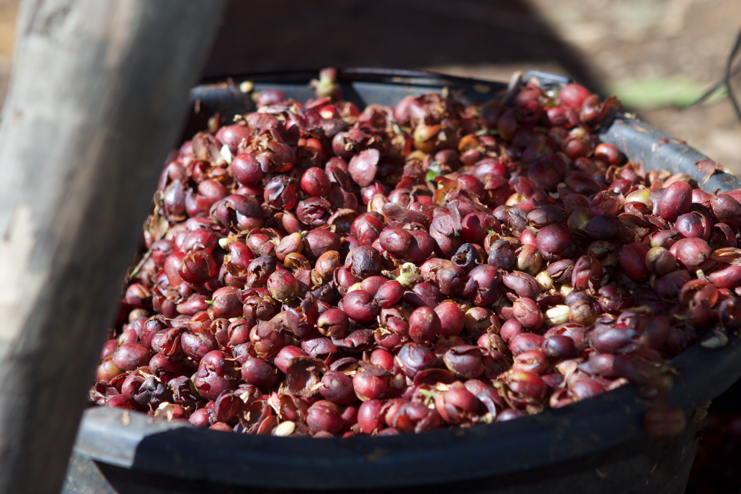 Panen Raya (Harvest Time)