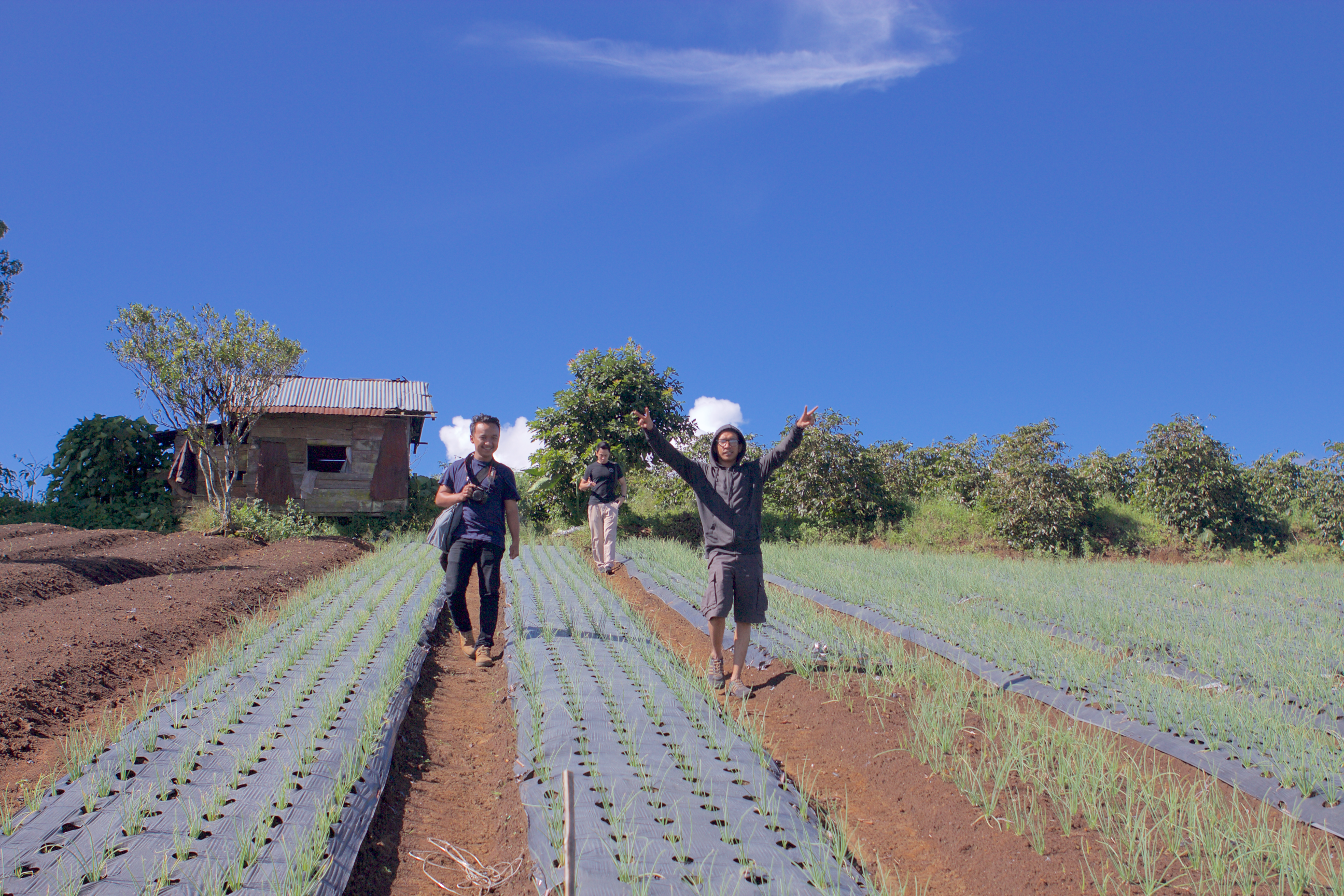 Panen Raya (Harvest Time)