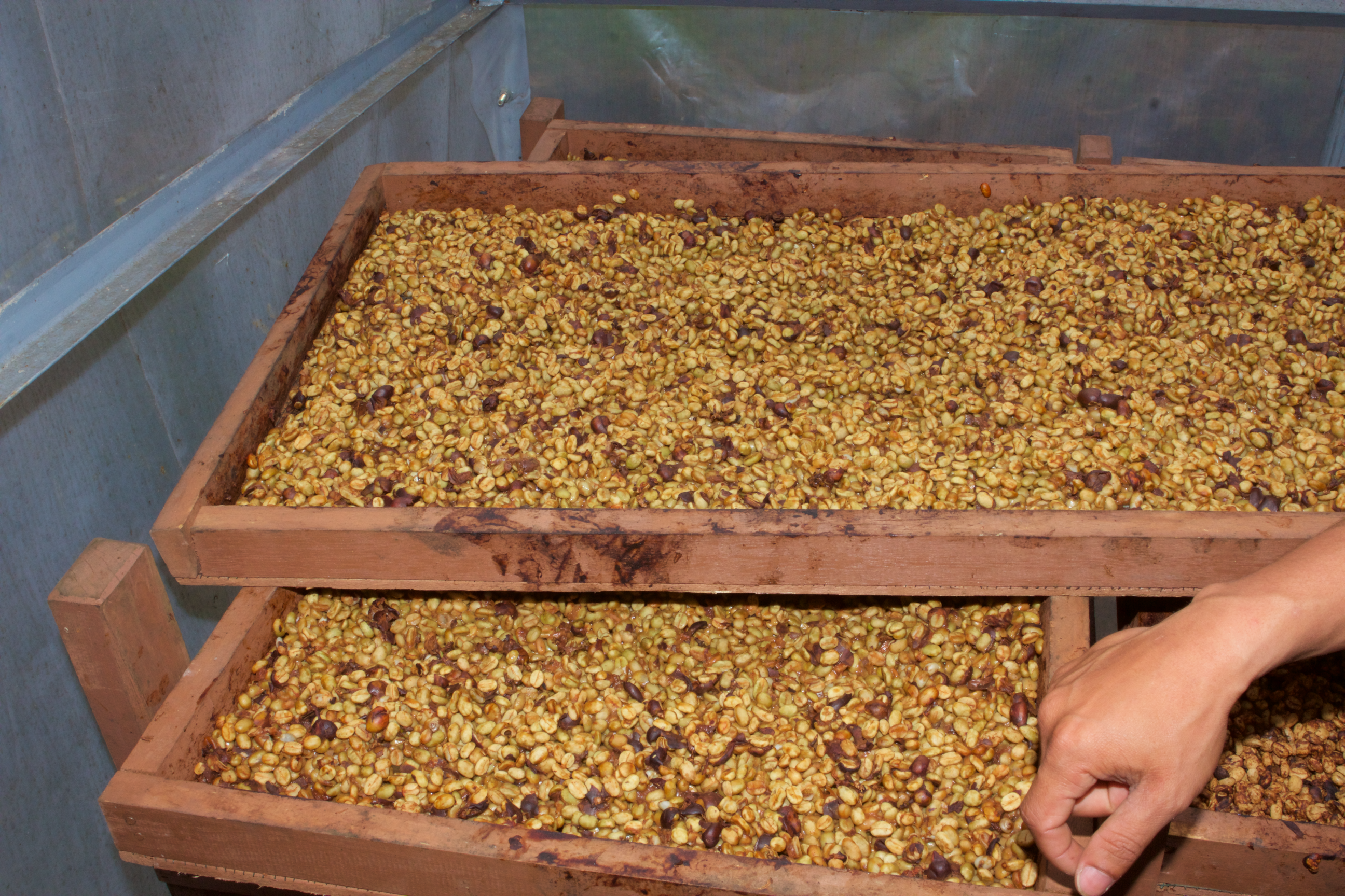 Panen Raya (Harvest Time)
