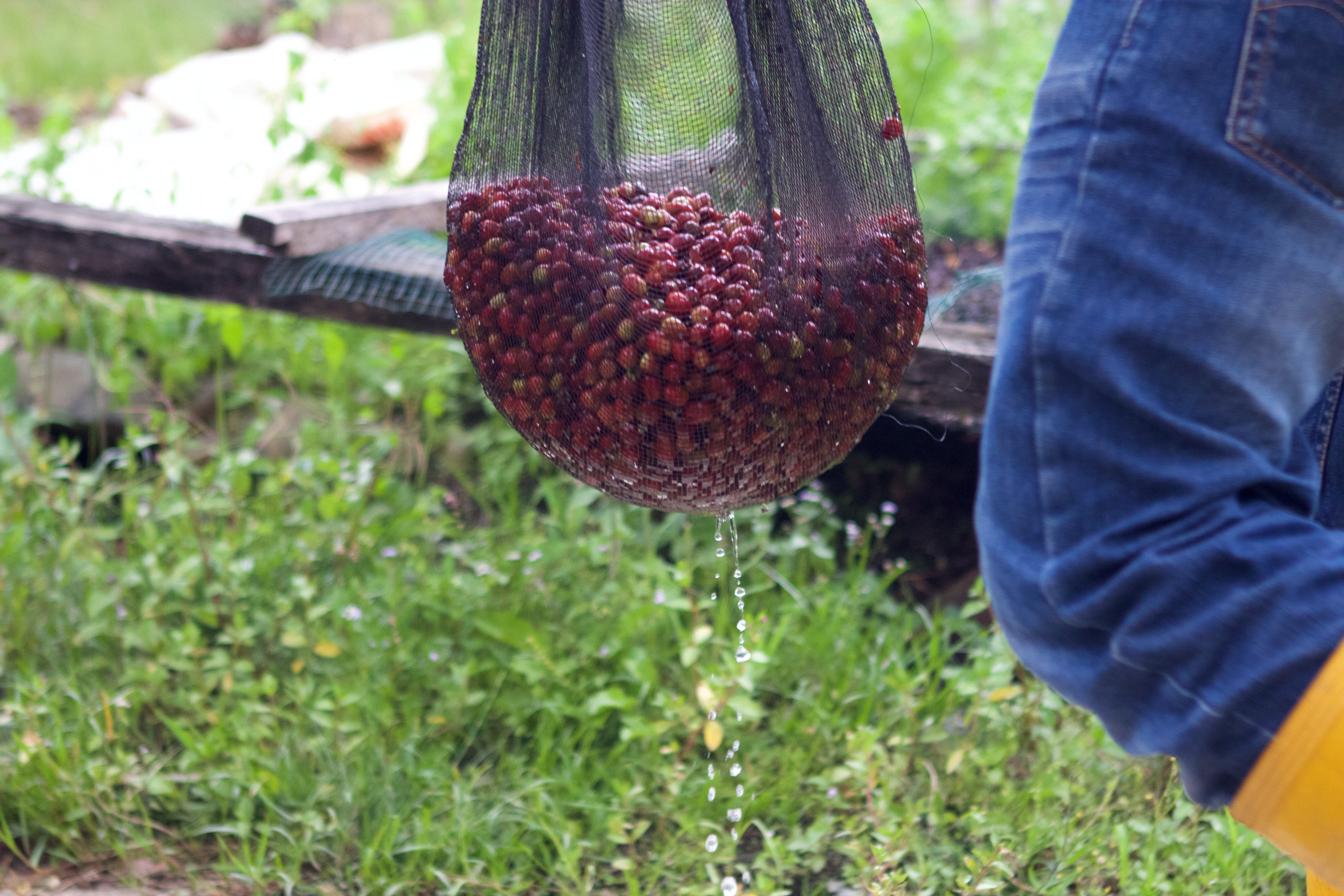Panen Raya (Harvest Time)