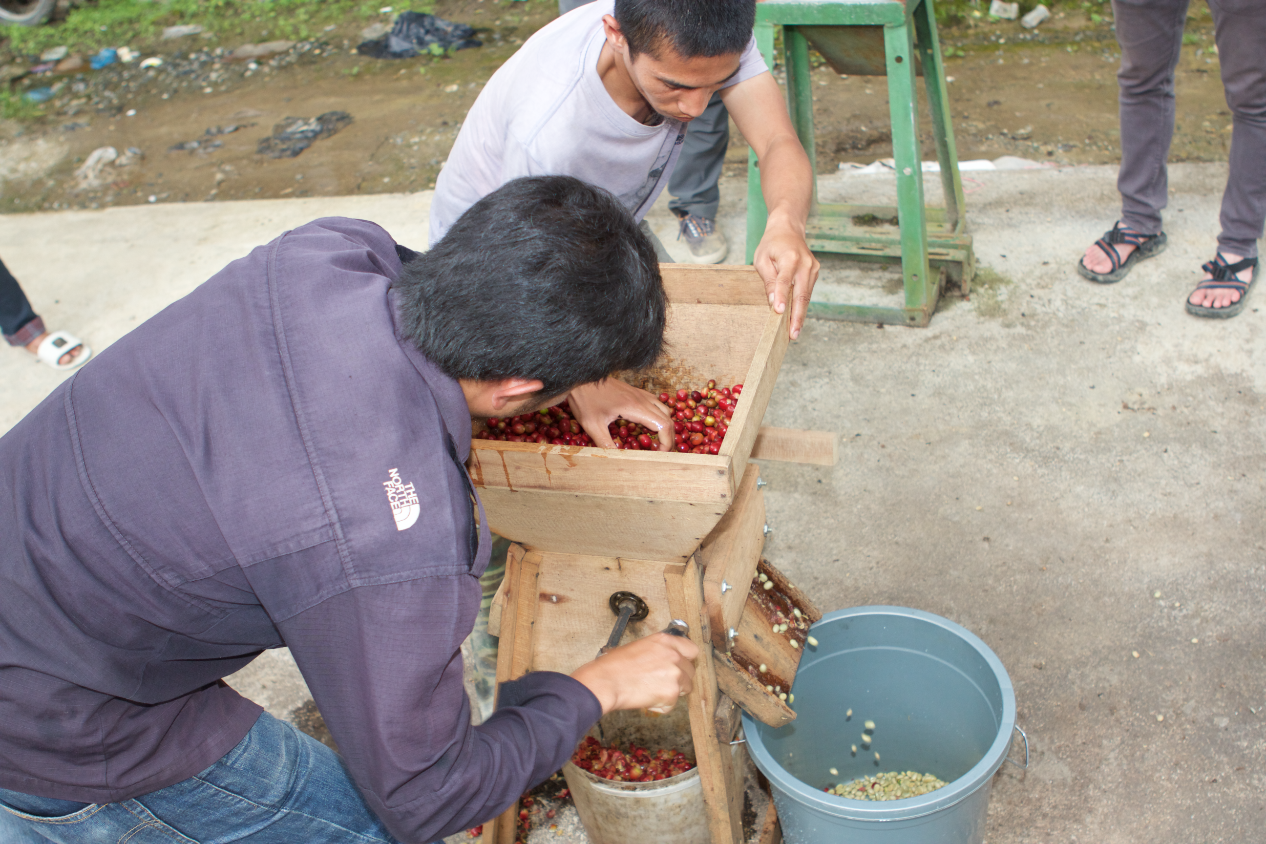 Panen Raya (Harvest Time)