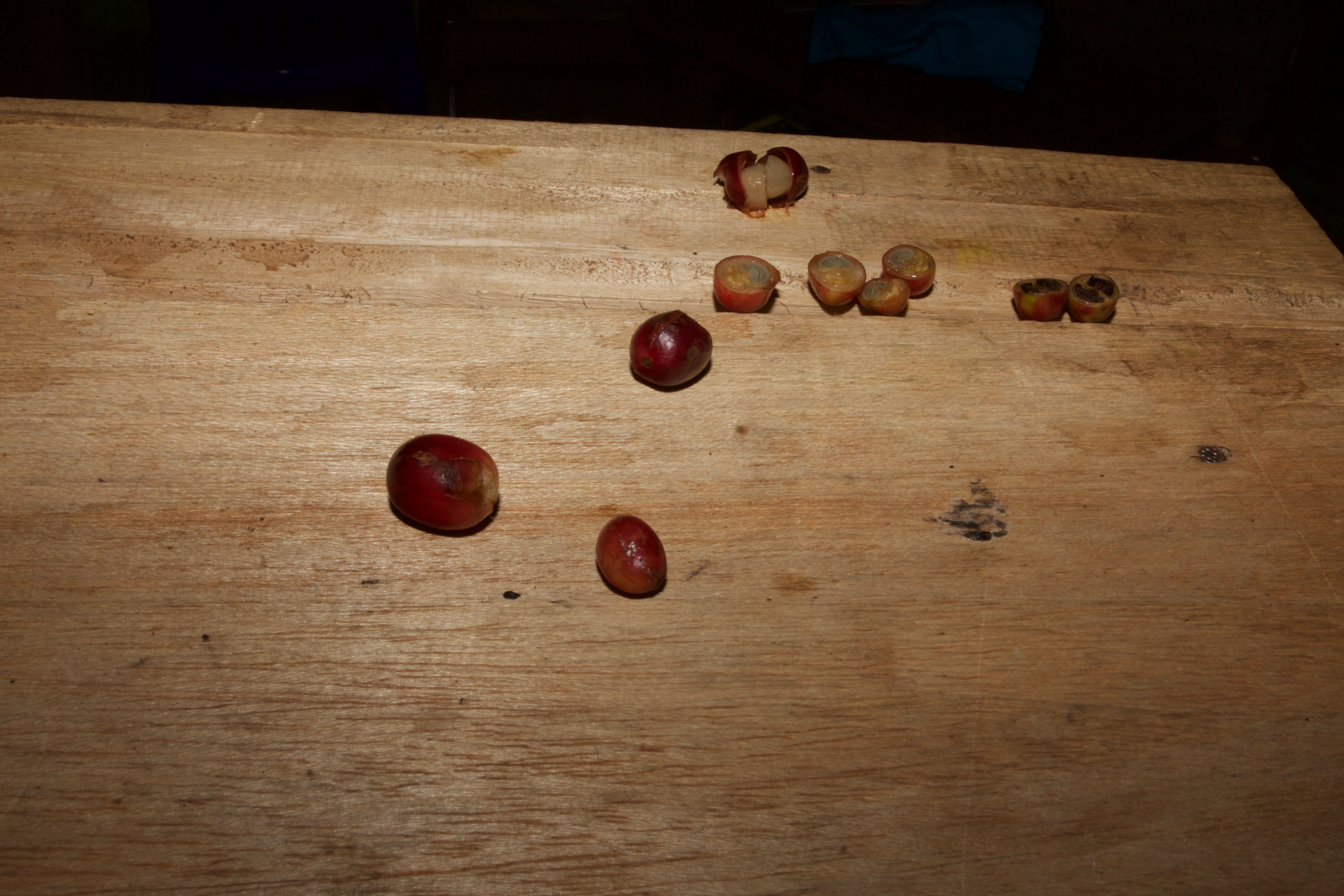 Panen Raya (Harvest Time)