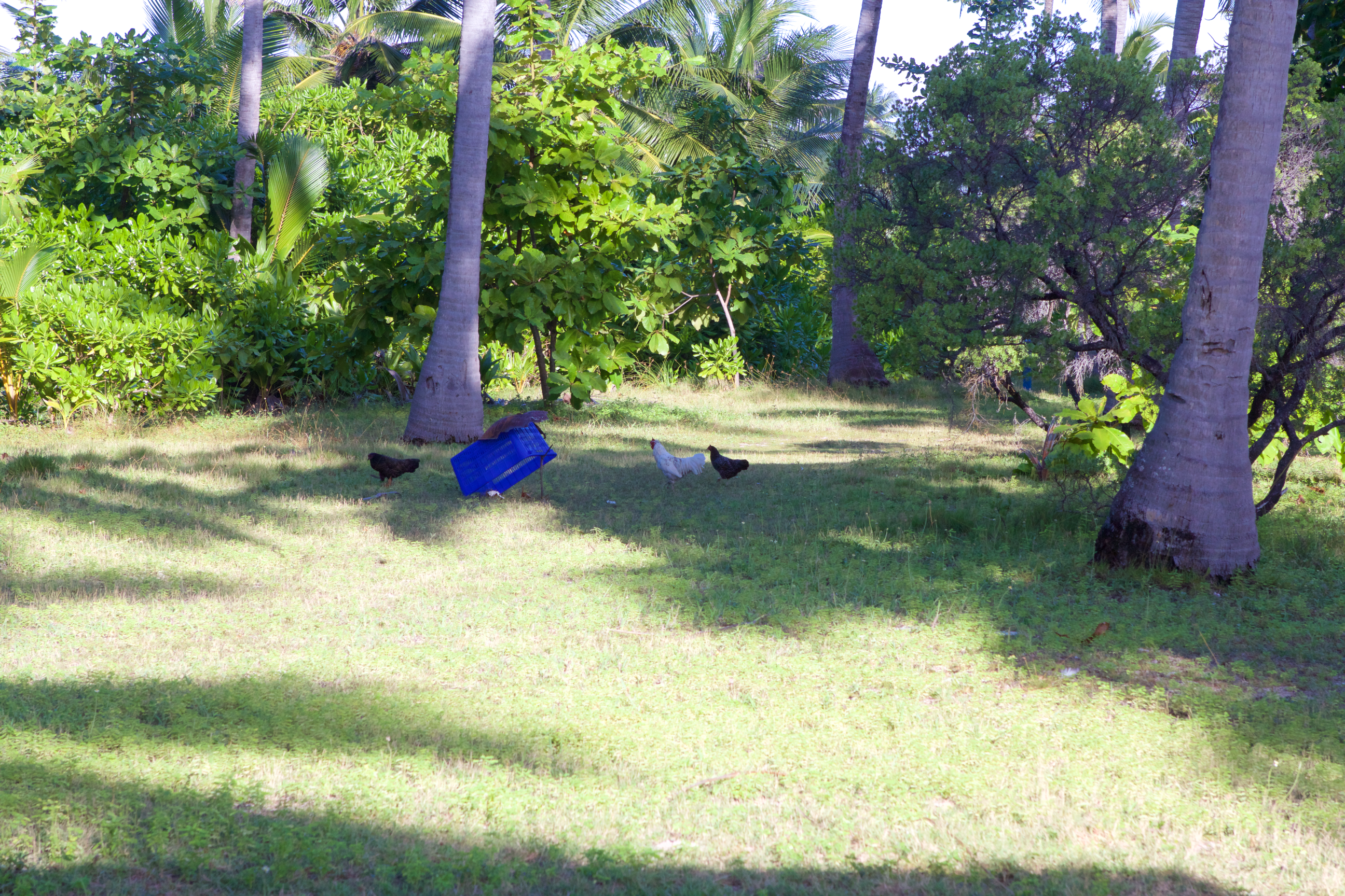 Cocos Keeling: A Slice of Paradise