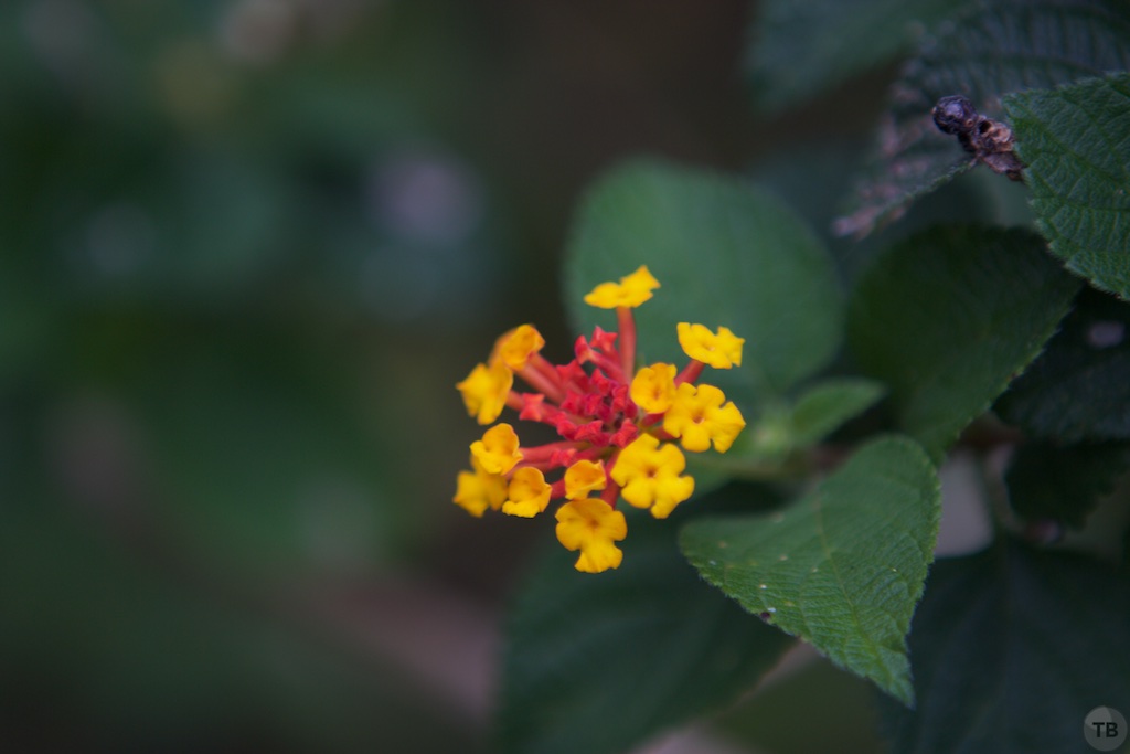 Le Morne Brabant: Hike