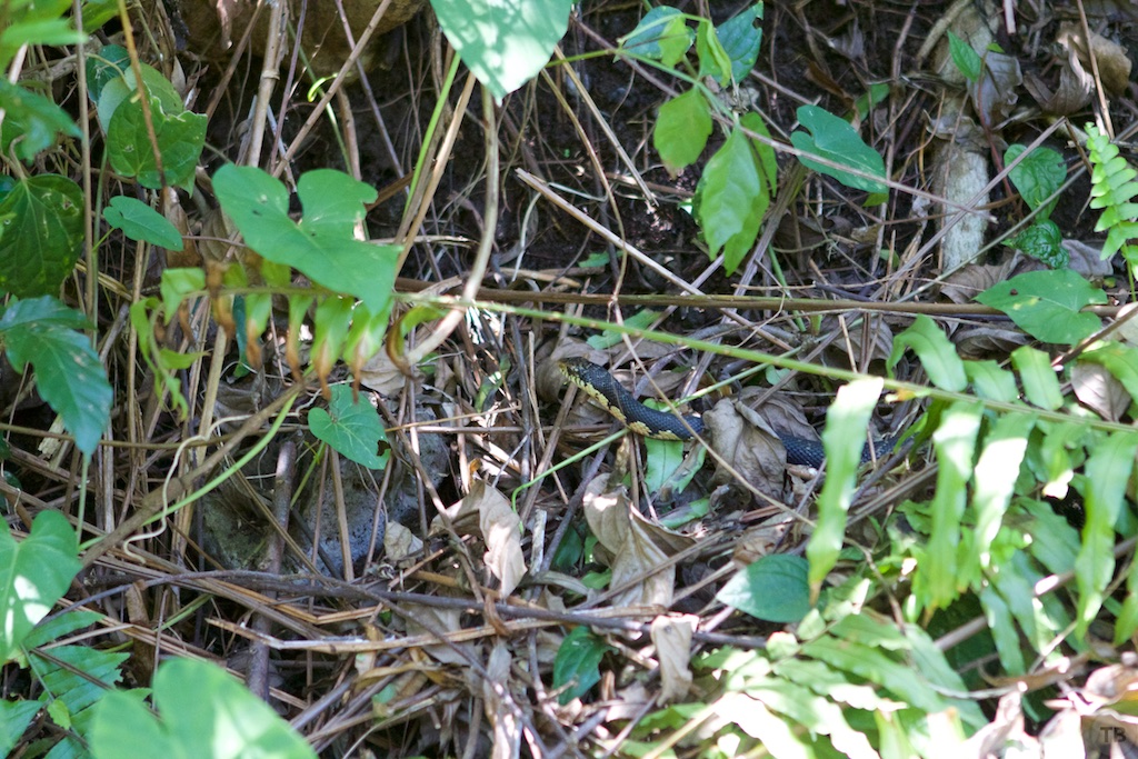 Cascades d'Androadroatra