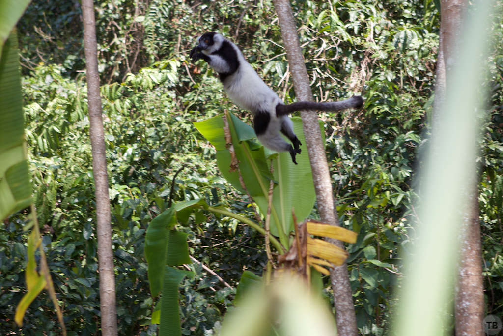 Madagascar's End