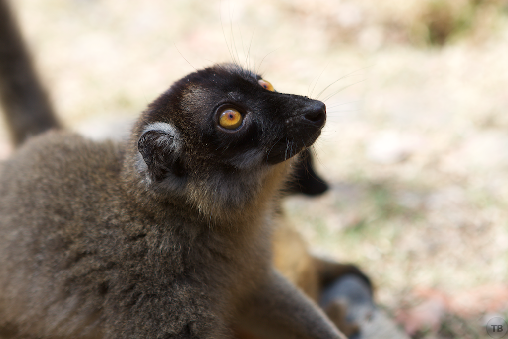 Madagascar's End