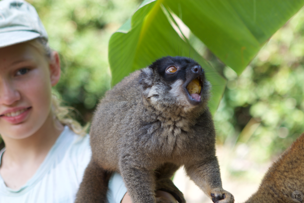 Madagascar's End