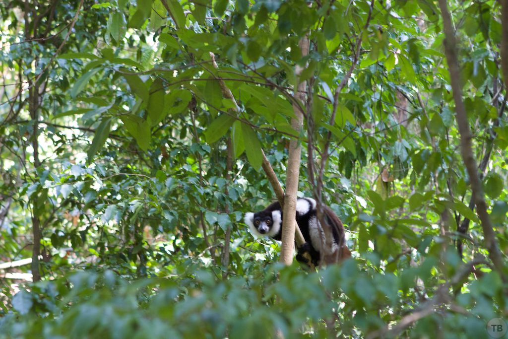 Madagascar's End