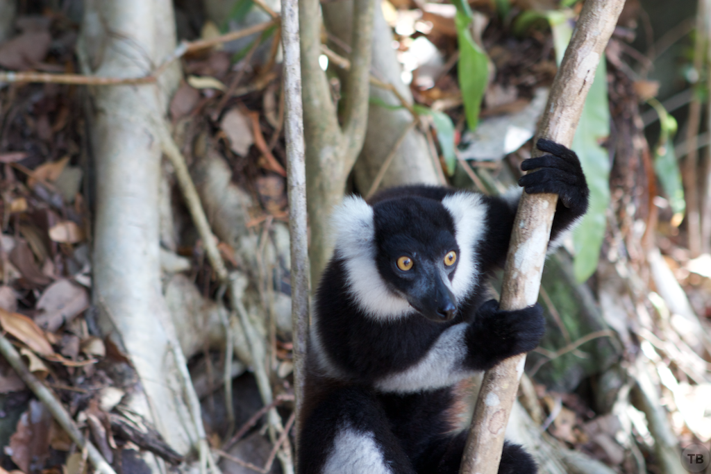 Madagascar's End