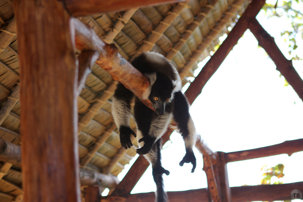 Madagascar's End