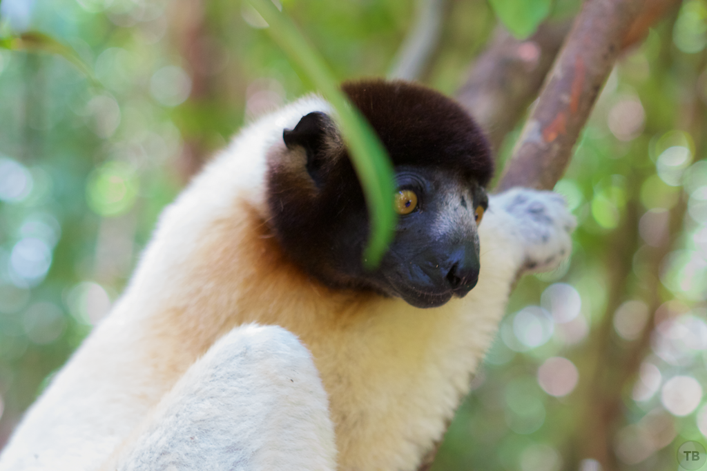 Madagascar's End