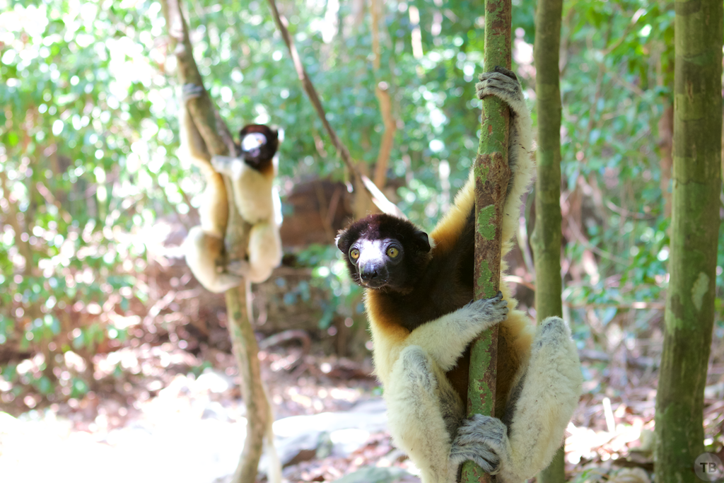 Madagascar's End