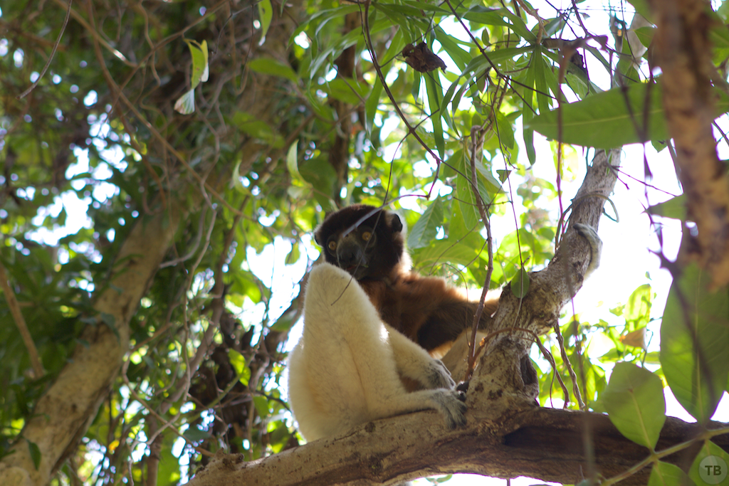 Madagascar's End