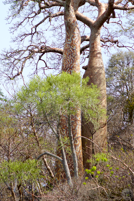 Madagascar's End