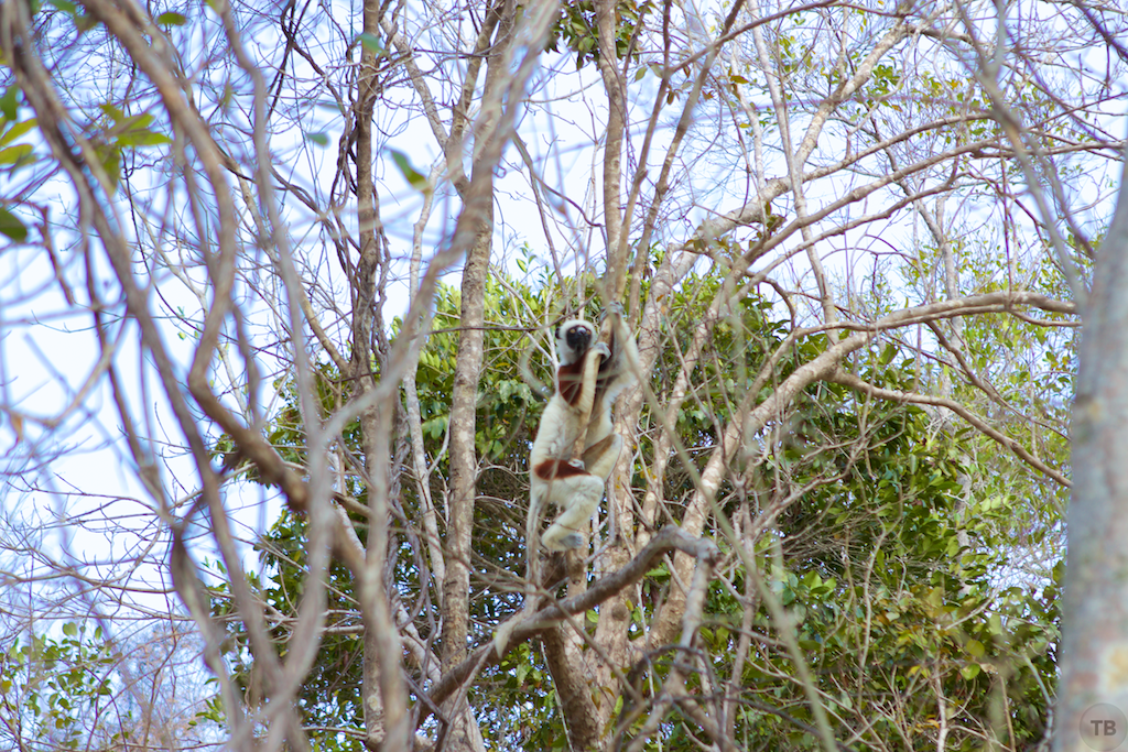 Madagascar's End