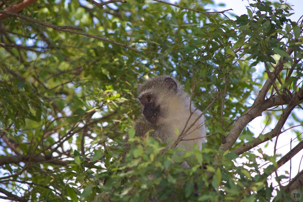 Hluhluwe-Umfolozi Game Park
