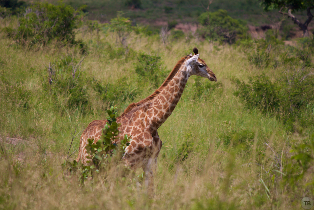 Hluhluwe-Umfolozi Game Park