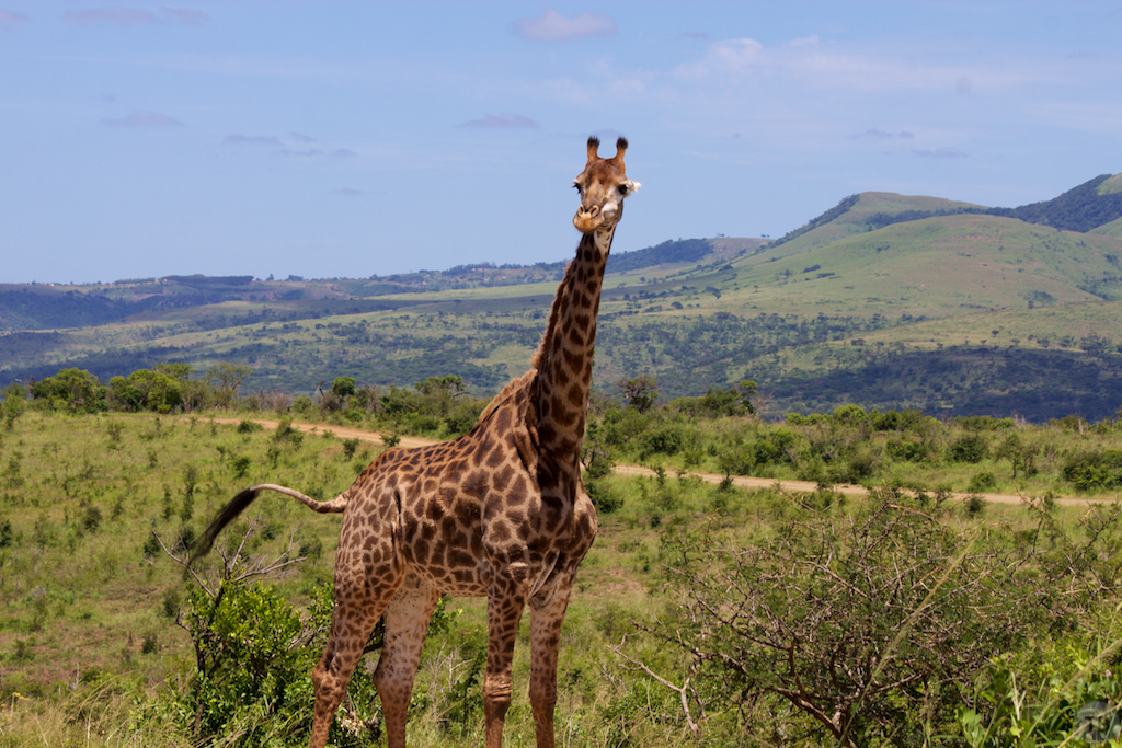 Hluhluwe-Umfolozi Game Park