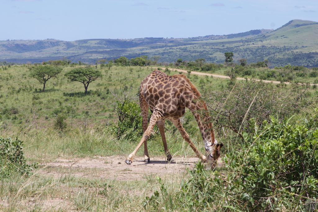 Hluhluwe-Umfolozi Game Park