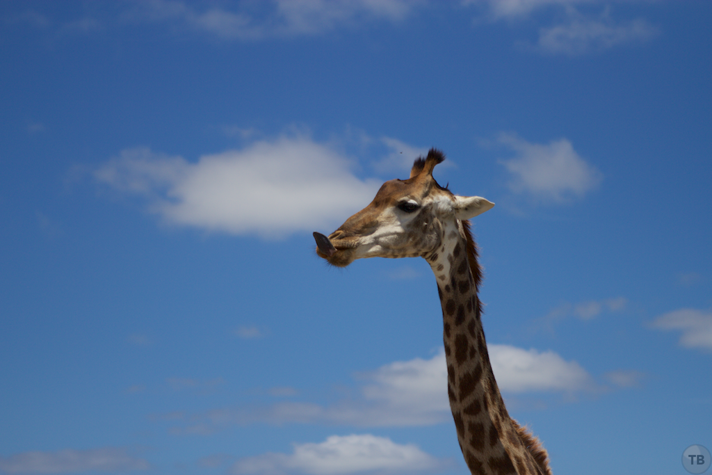 Hluhluwe-Umfolozi Game Park