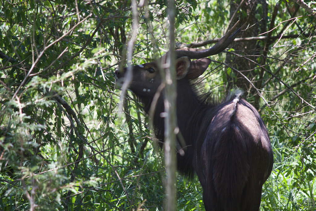Hluhluwe-Umfolozi Game Park
