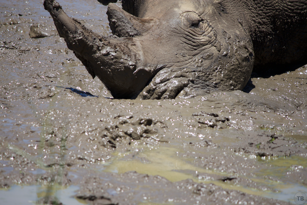 Hluhluwe-Umfolozi Game Park