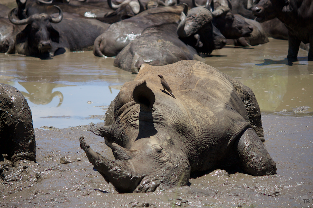 Hluhluwe-Umfolozi Game Park