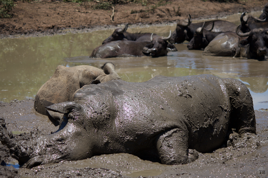 Hluhluwe-Umfolozi Game Park