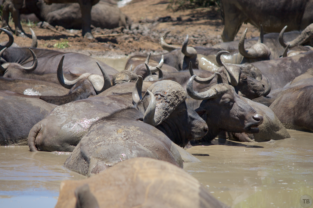 Hluhluwe-Umfolozi Game Park