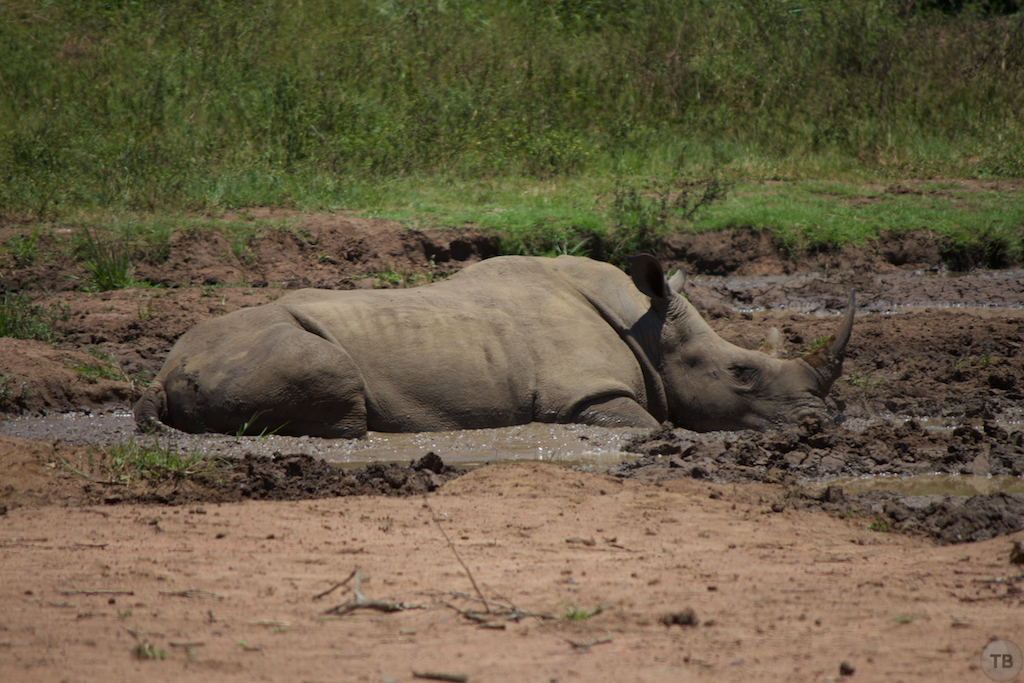 Hluhluwe-Umfolozi Game Park