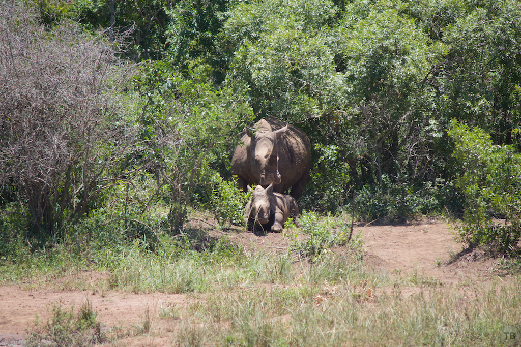 Hluhluwe-Umfolozi Game Park