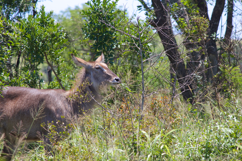 Hluhluwe-Umfolozi Game Park