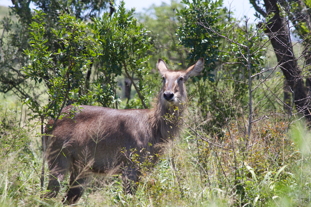 Hluhluwe-Umfolozi Game Park