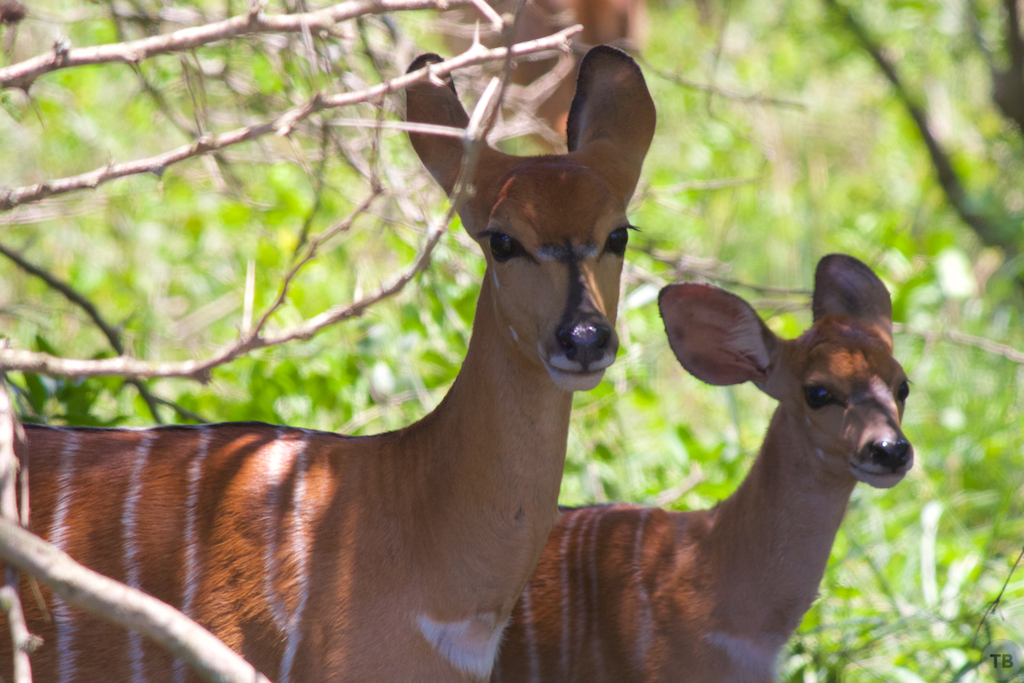 Hluhluwe-Umfolozi Game Park