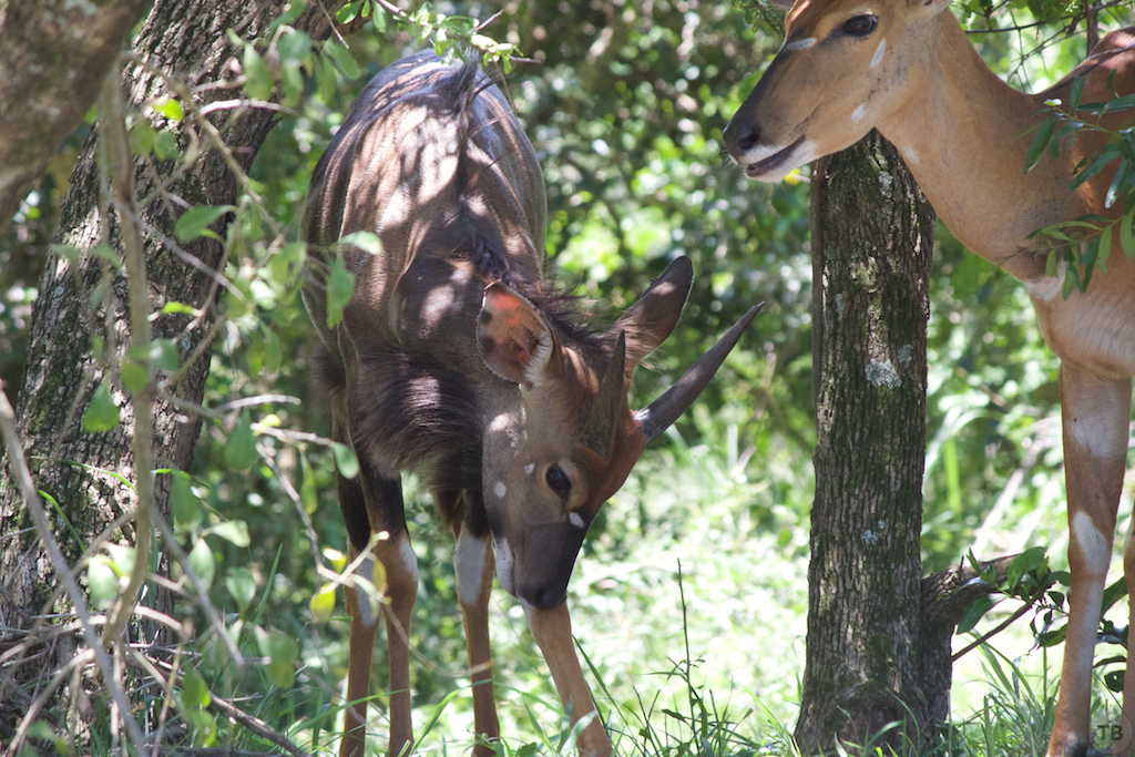 Hluhluwe-Umfolozi Game Park