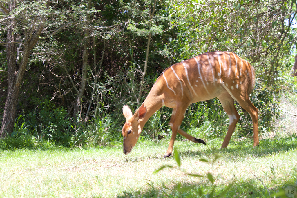Hluhluwe-Umfolozi Game Park
