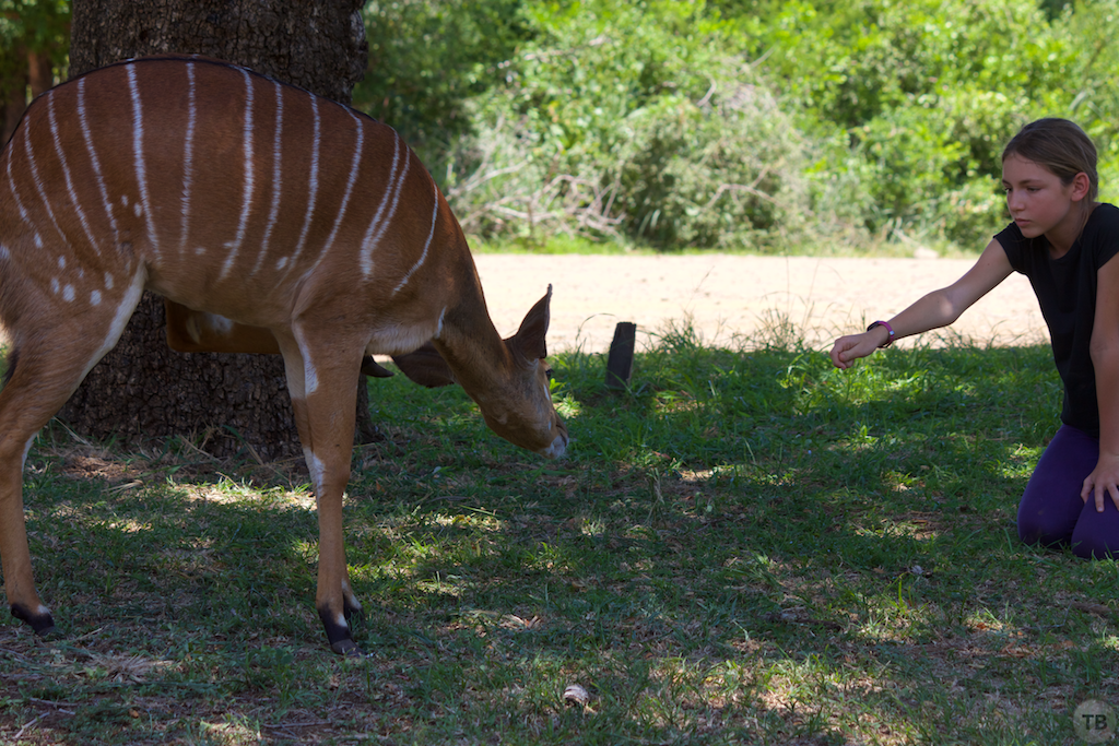 Hluhluwe-Umfolozi Game Park
