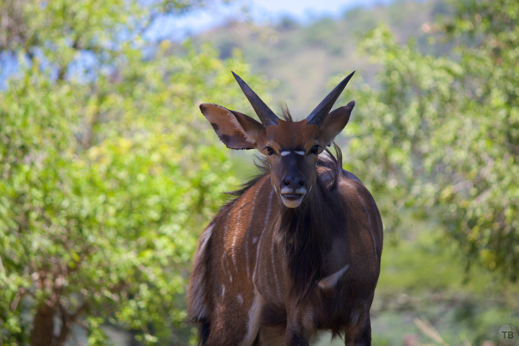 Hluhluwe-Umfolozi Game Park