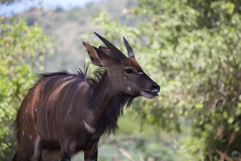 Hluhluwe-Umfolozi Game Park