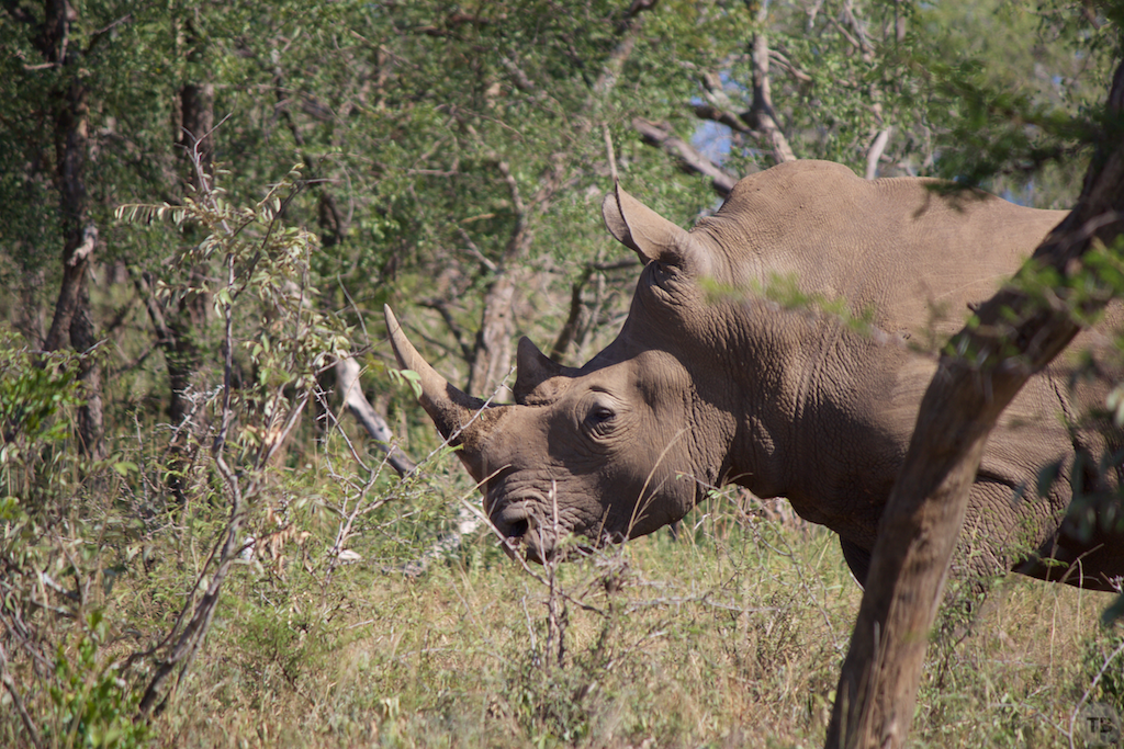 Hluhluwe-Umfolozi Game Park
