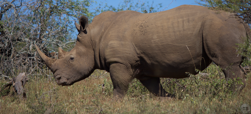 Hluhluwe-Umfolozi Game Park