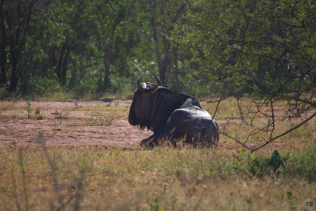 Hluhluwe-Umfolozi Game Park