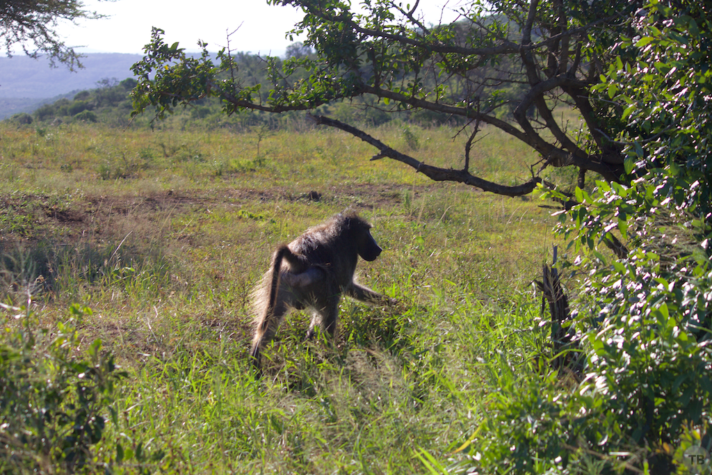 Hluhluwe-Umfolozi Game Park
