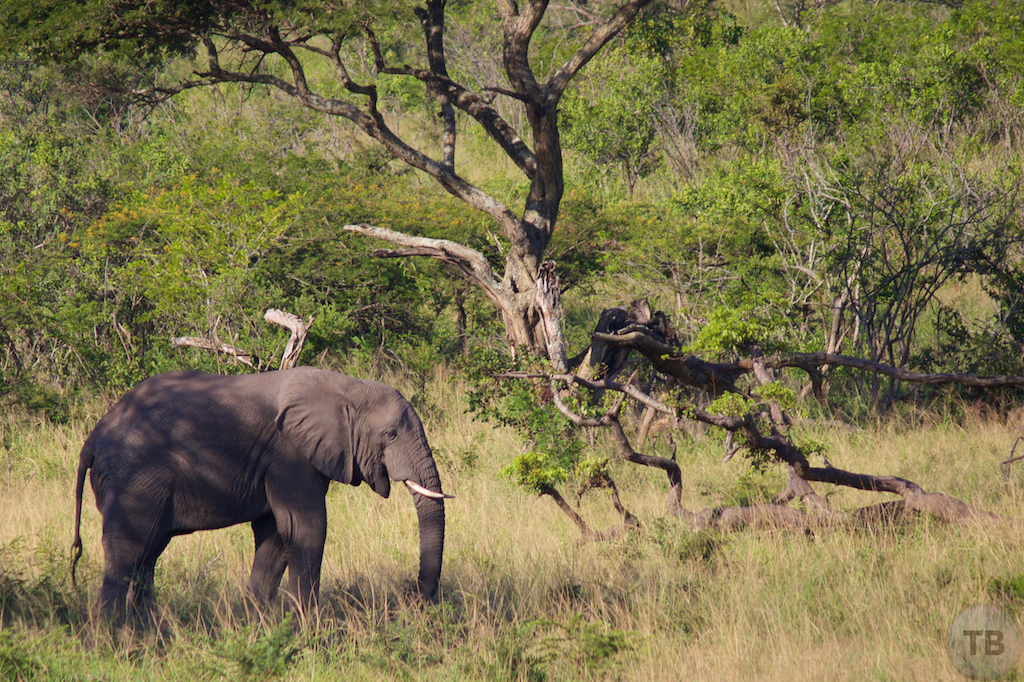 Hluhluwe-Umfolozi Game Park
